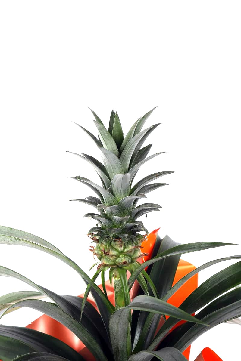 Orange Pineapple