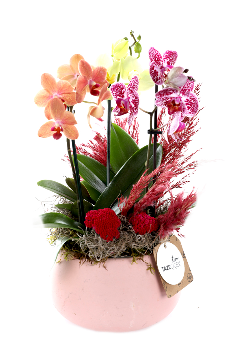 Beautiful Grande Orchid