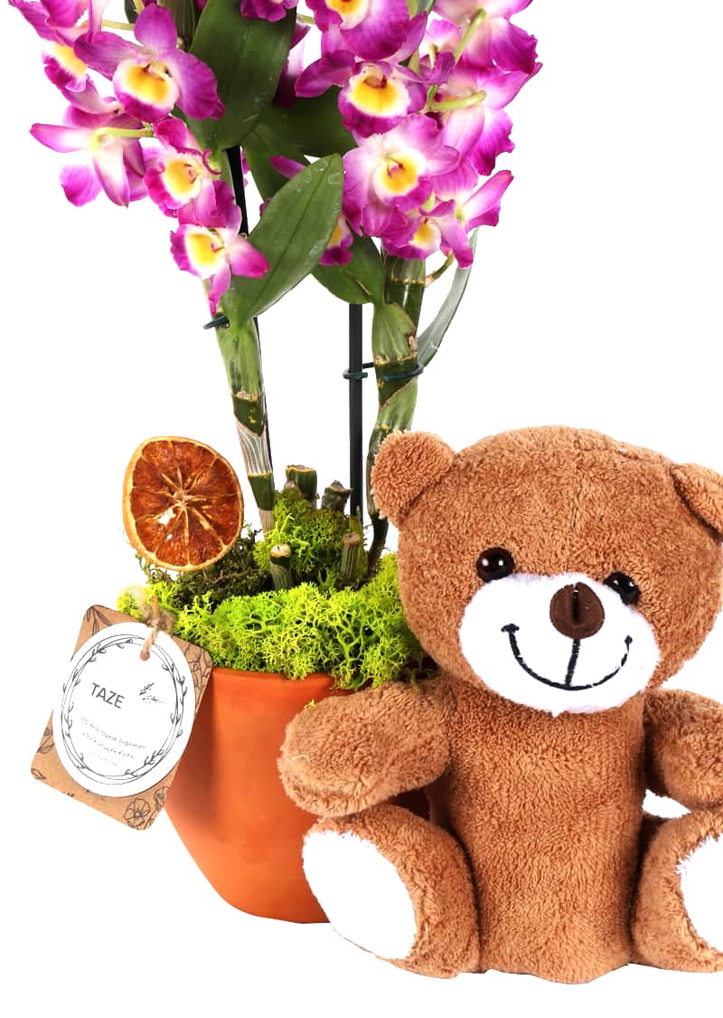 Teddy with Dendrobium