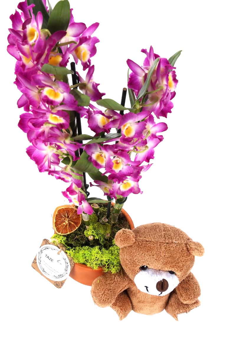 Teddy with Dendrobium