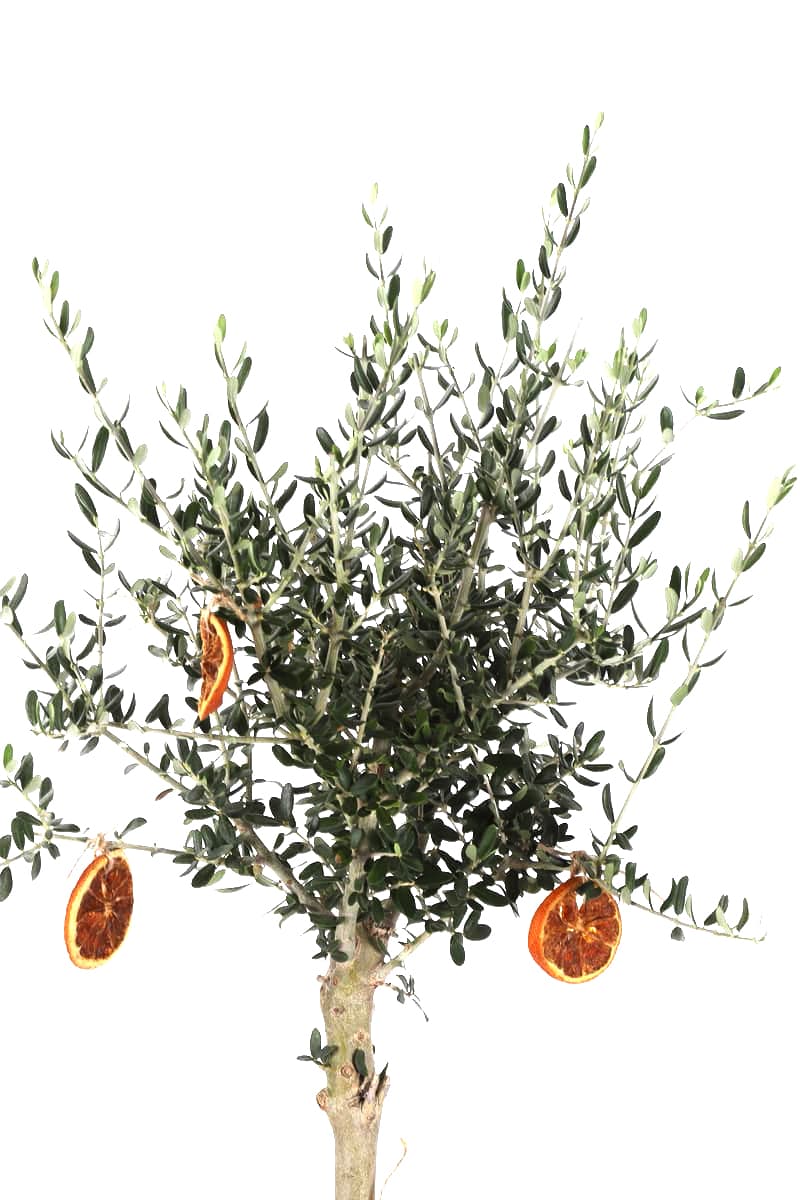 Brown Olive Tree