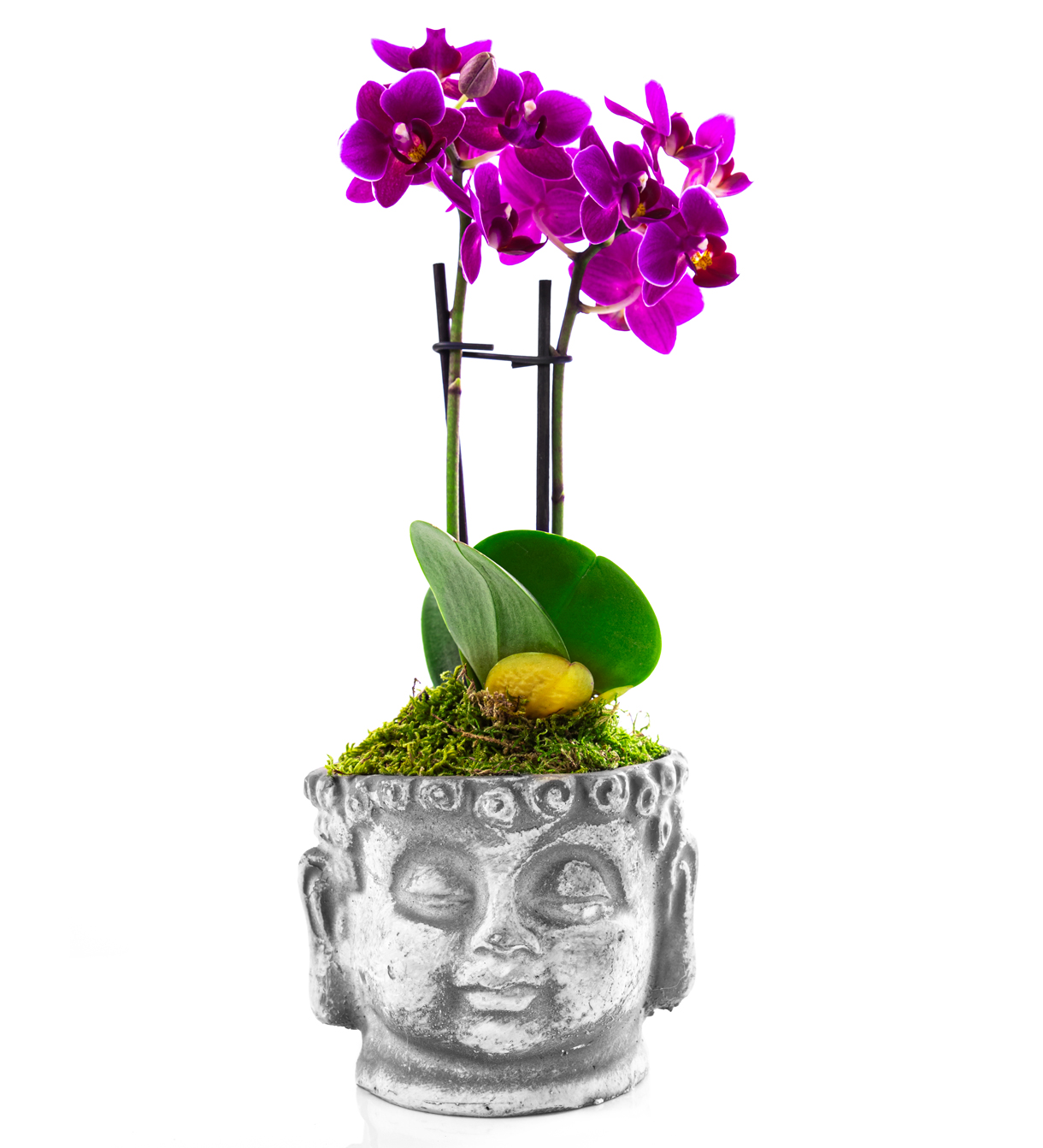 Buddha Mini Orkide Tsarım