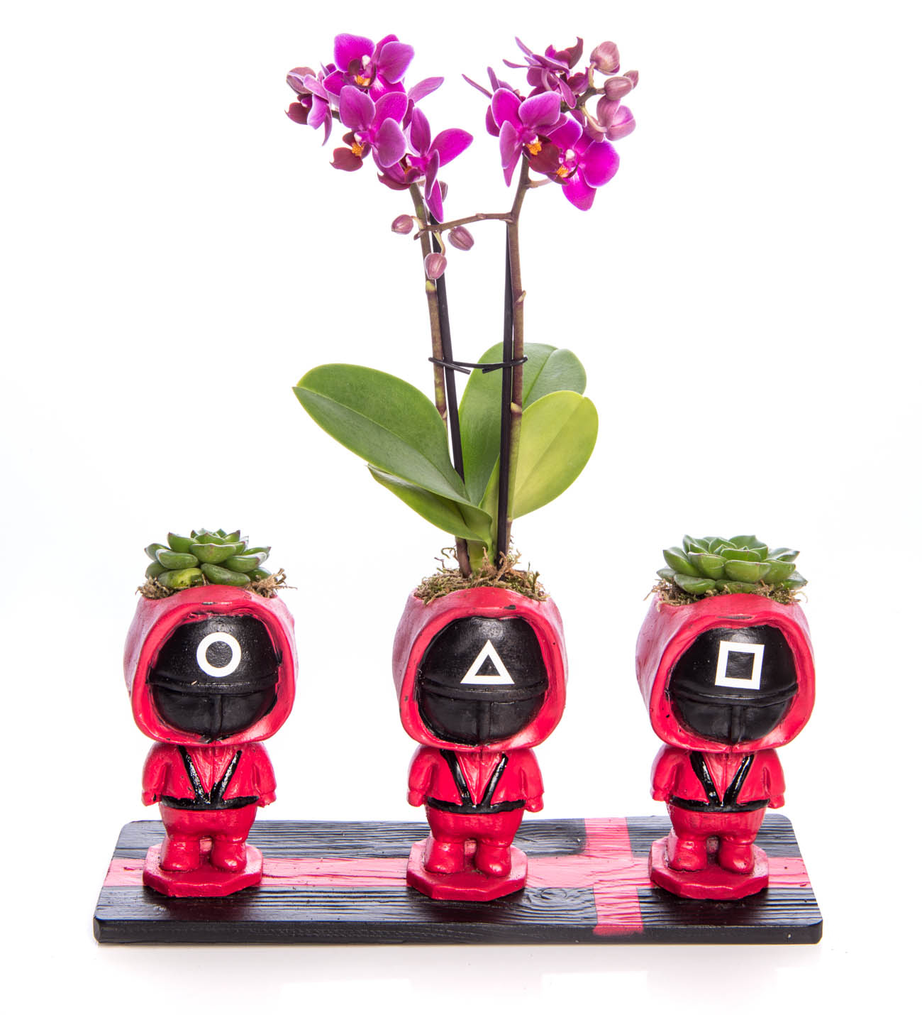 Squid Game Serisi Mini Orkide Tasarım
