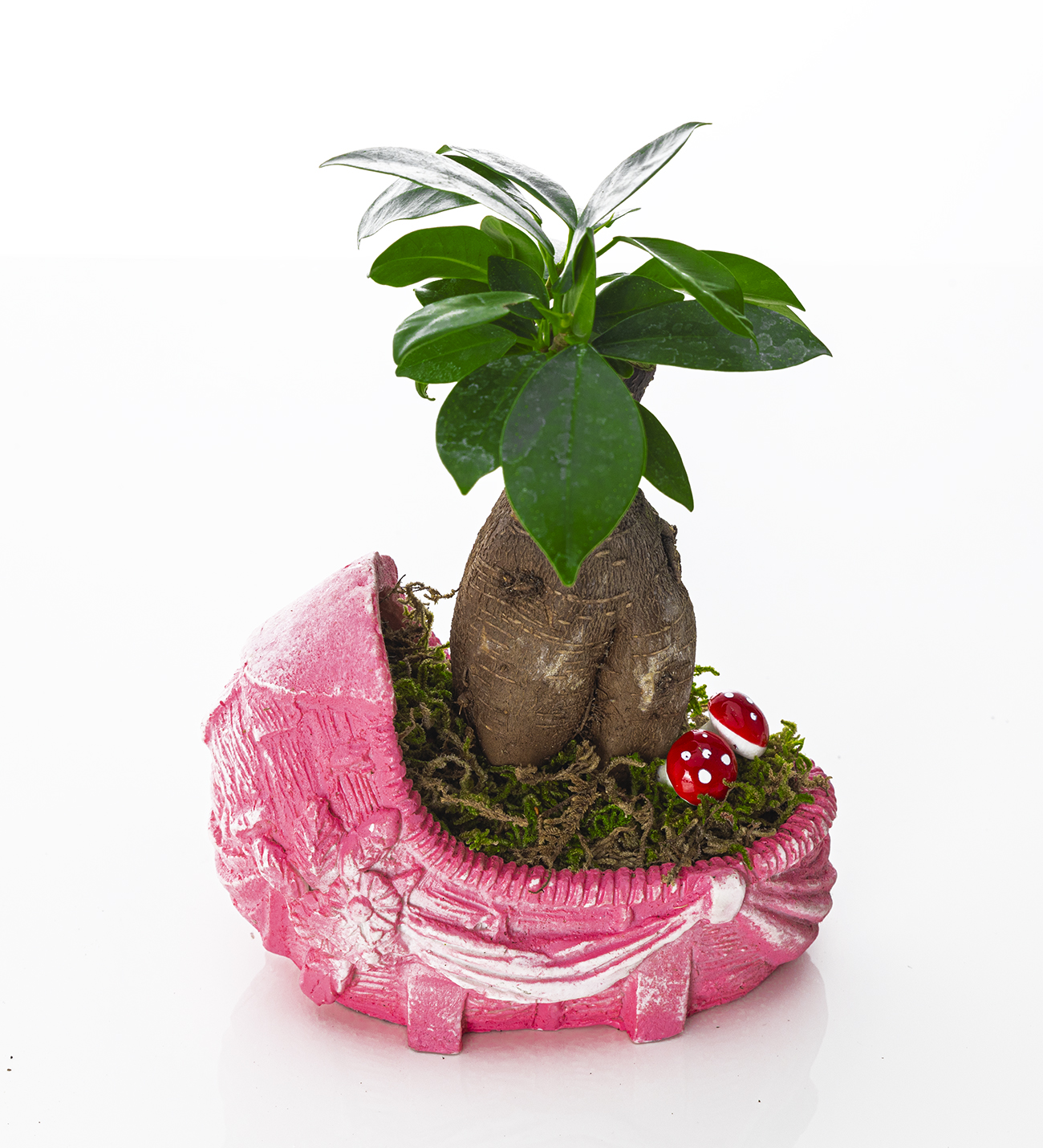 Hoşgeldin Bebek- Girl Serisi - Ficus Bonsai