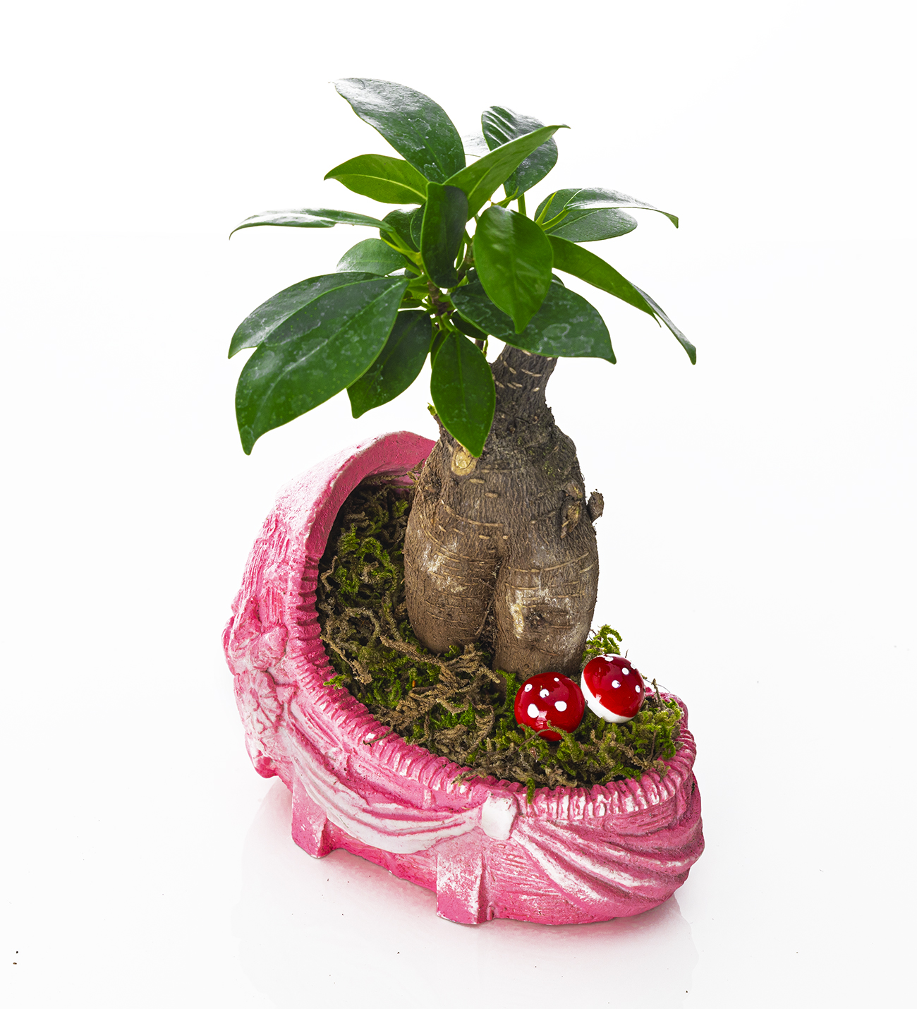 Hoşgeldin Bebek- Girl Serisi - Ficus Bonsai