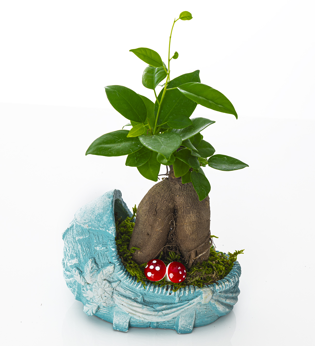 Hoşgeldin Bebek- Boy Serisi - Ficus Bonsai