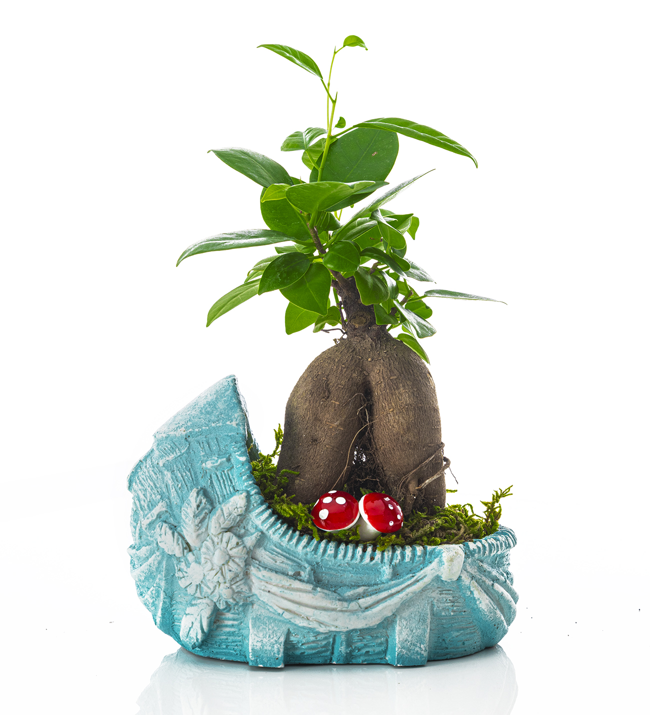 Hoşgeldin Bebek- Boy Serisi - Ficus Bonsai
