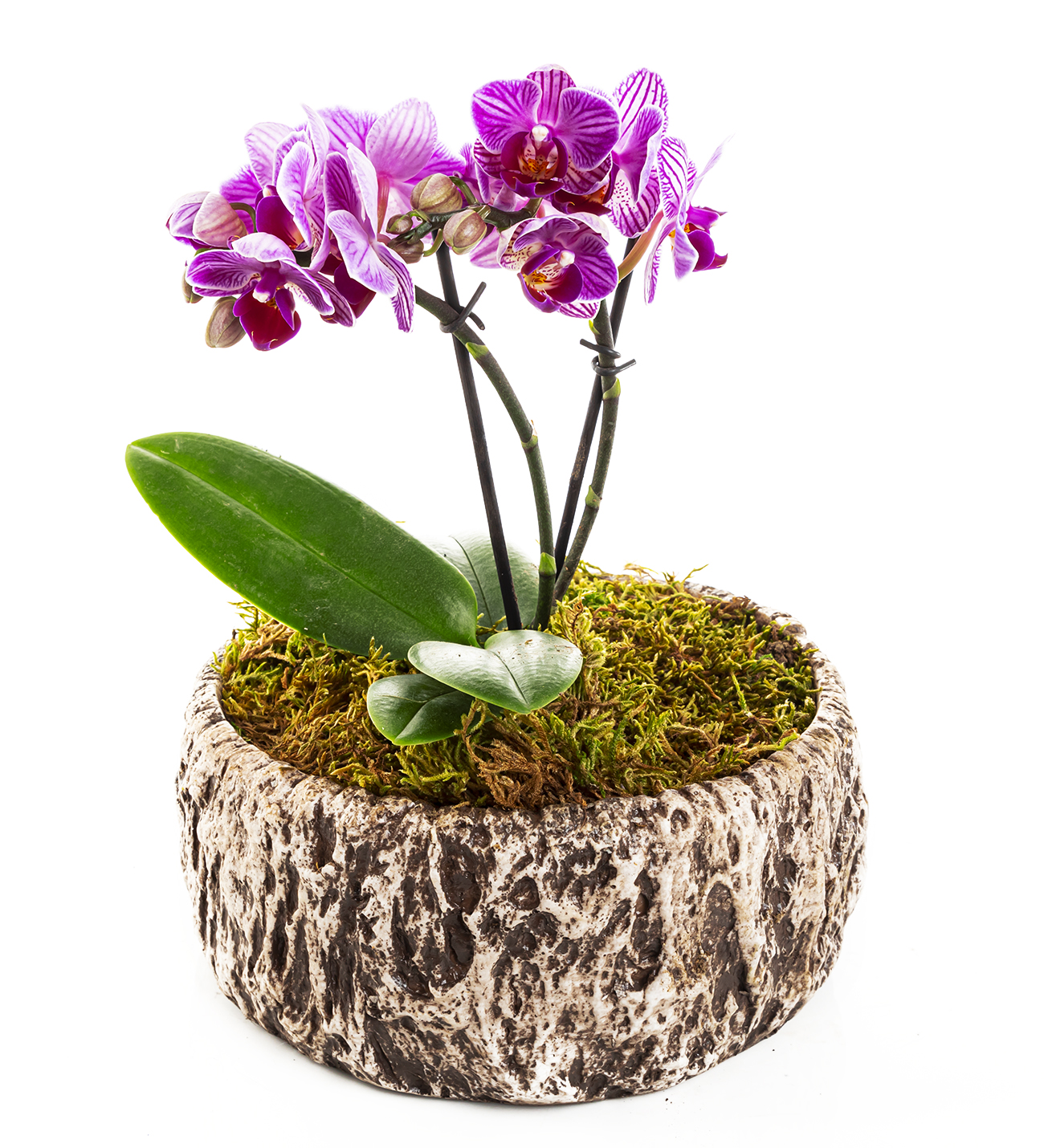 Old Wood Serisi Mini Orkide Tasarım