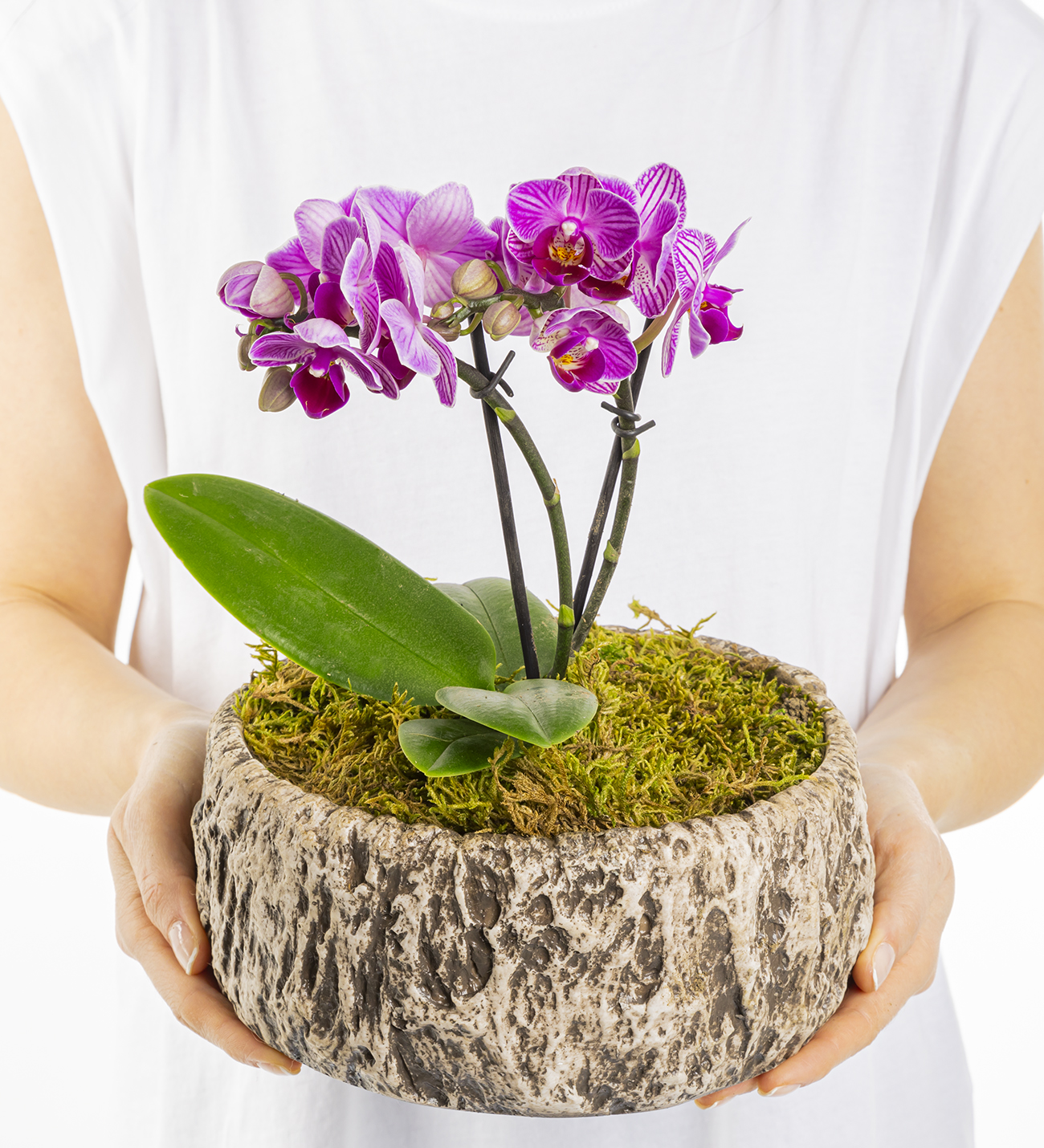 Old Wood Serisi Mini Orkide Tasarım
