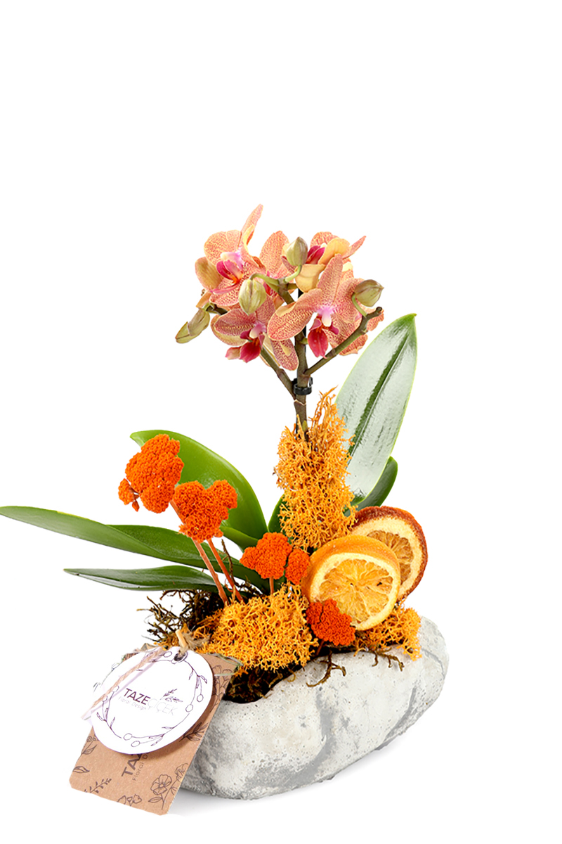 Orange Life & Sensetive Orkide