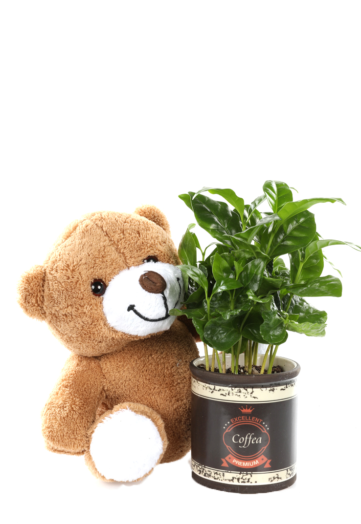 I Want Coffee Plant & Bear
