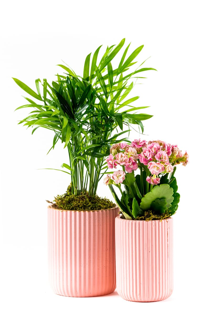 Double Surprise Plants