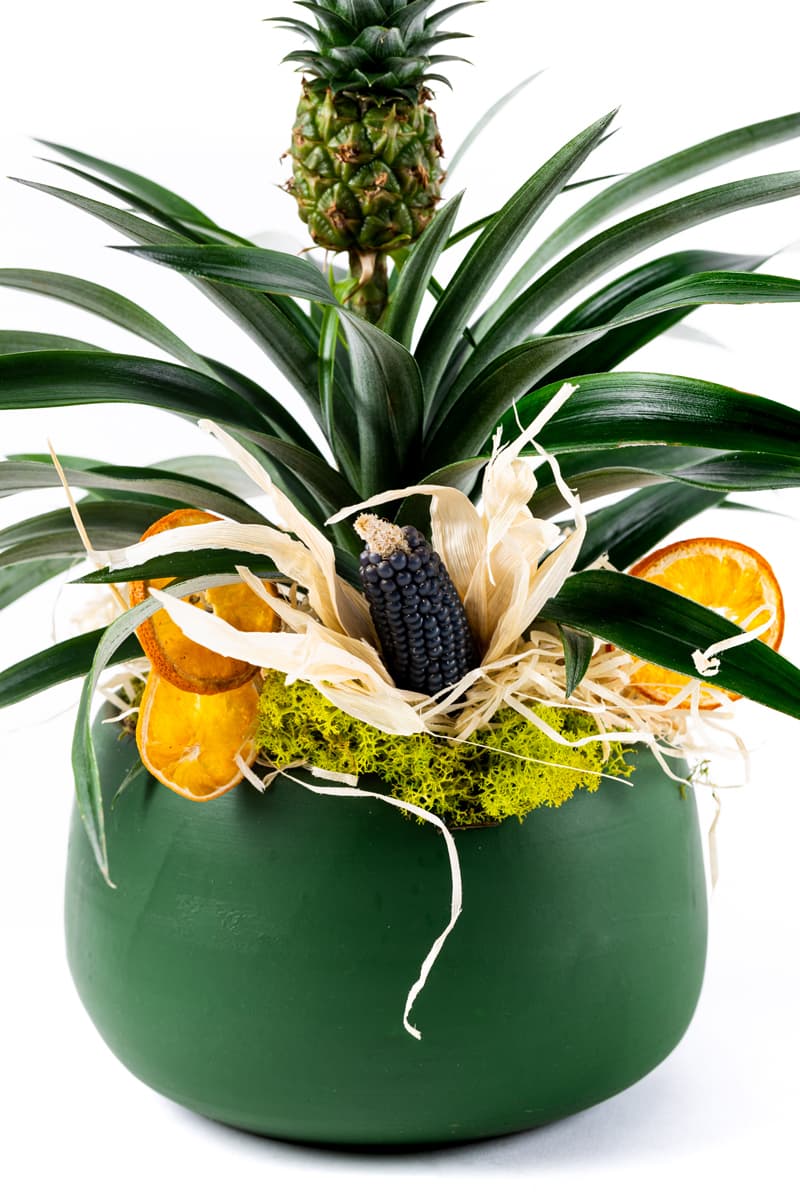 Exotic Pineapple Plant