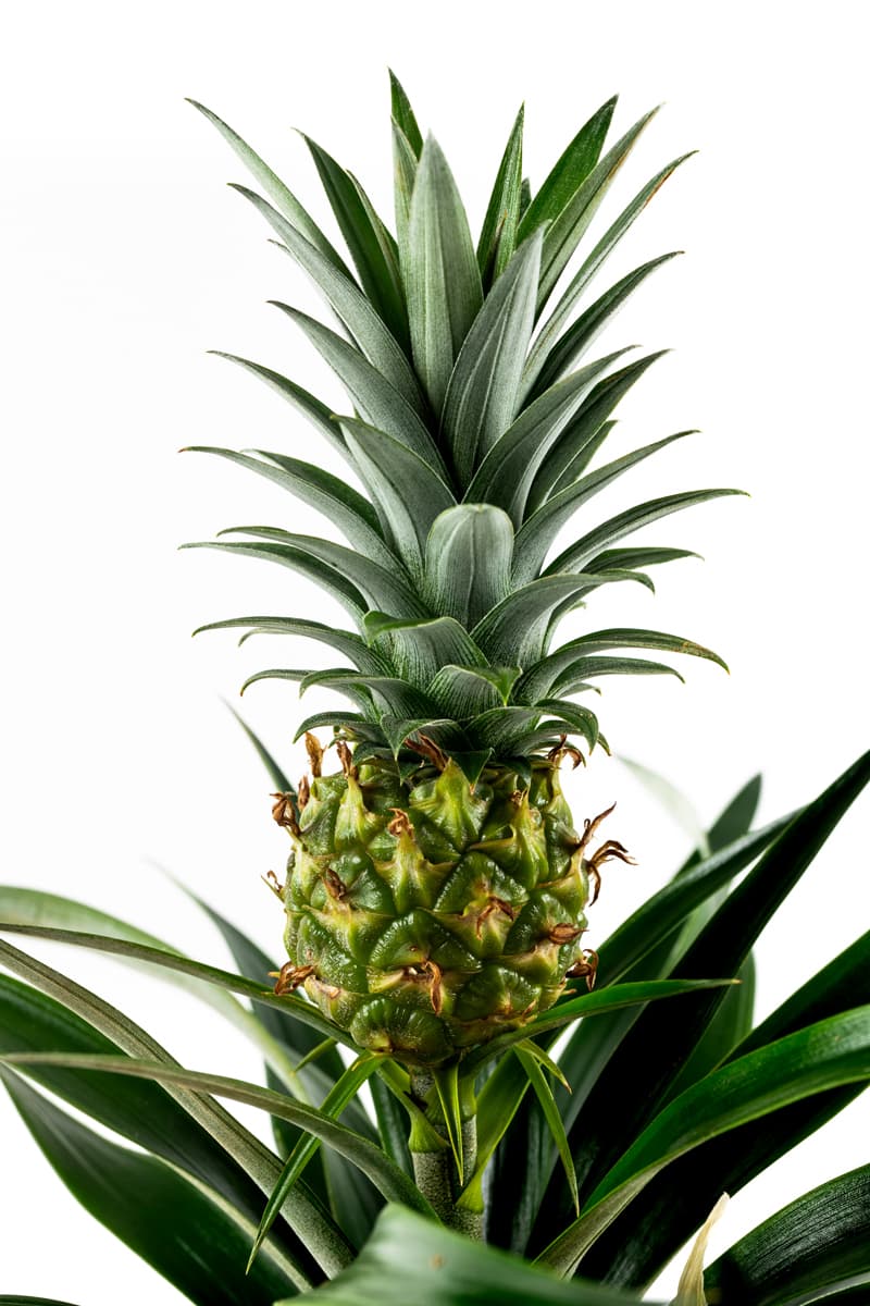 Growing Together Pineapple