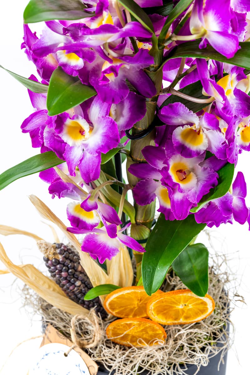 Tasty Smell Dendrobium Orkide