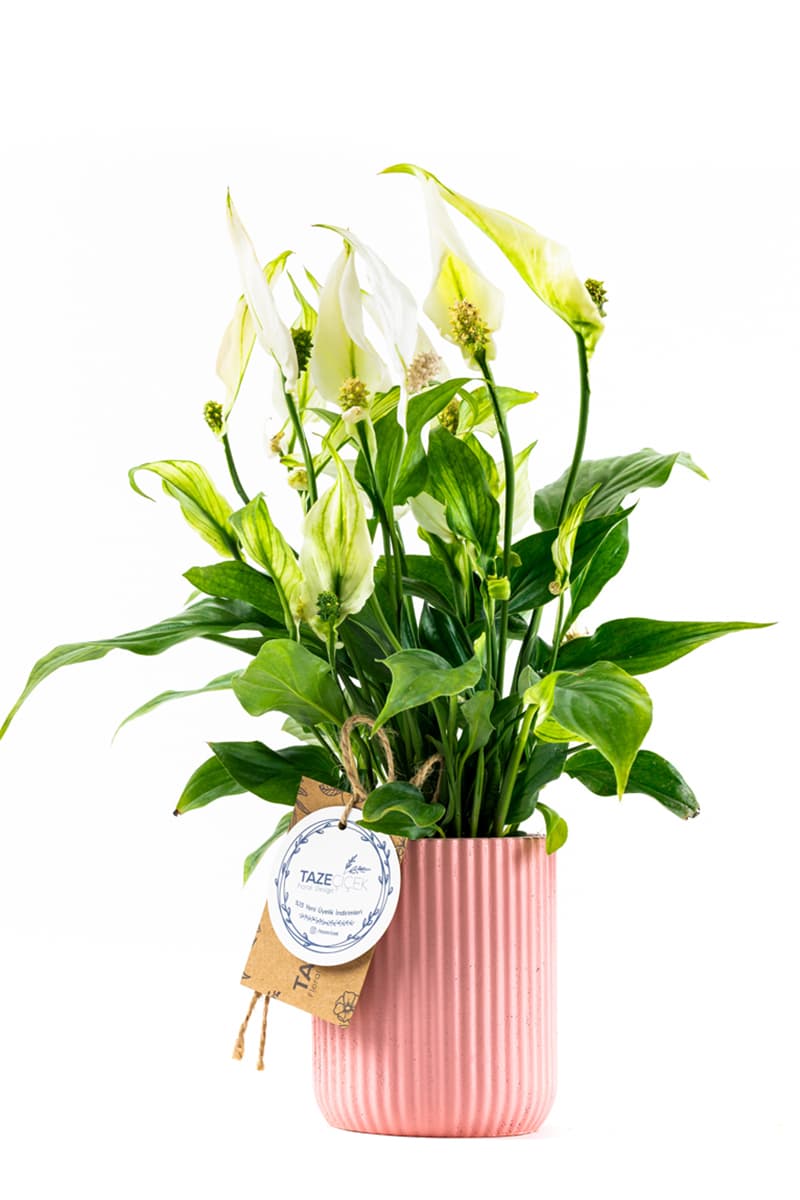 Pink Pot & Peace Lily