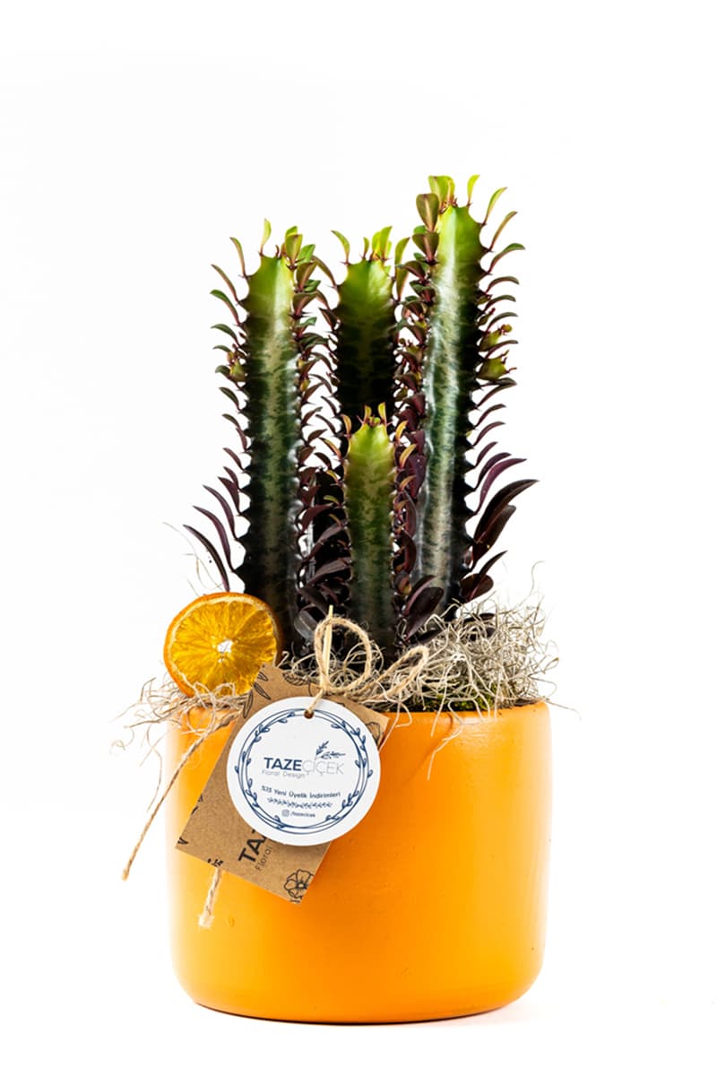 Orange Juice Cactus