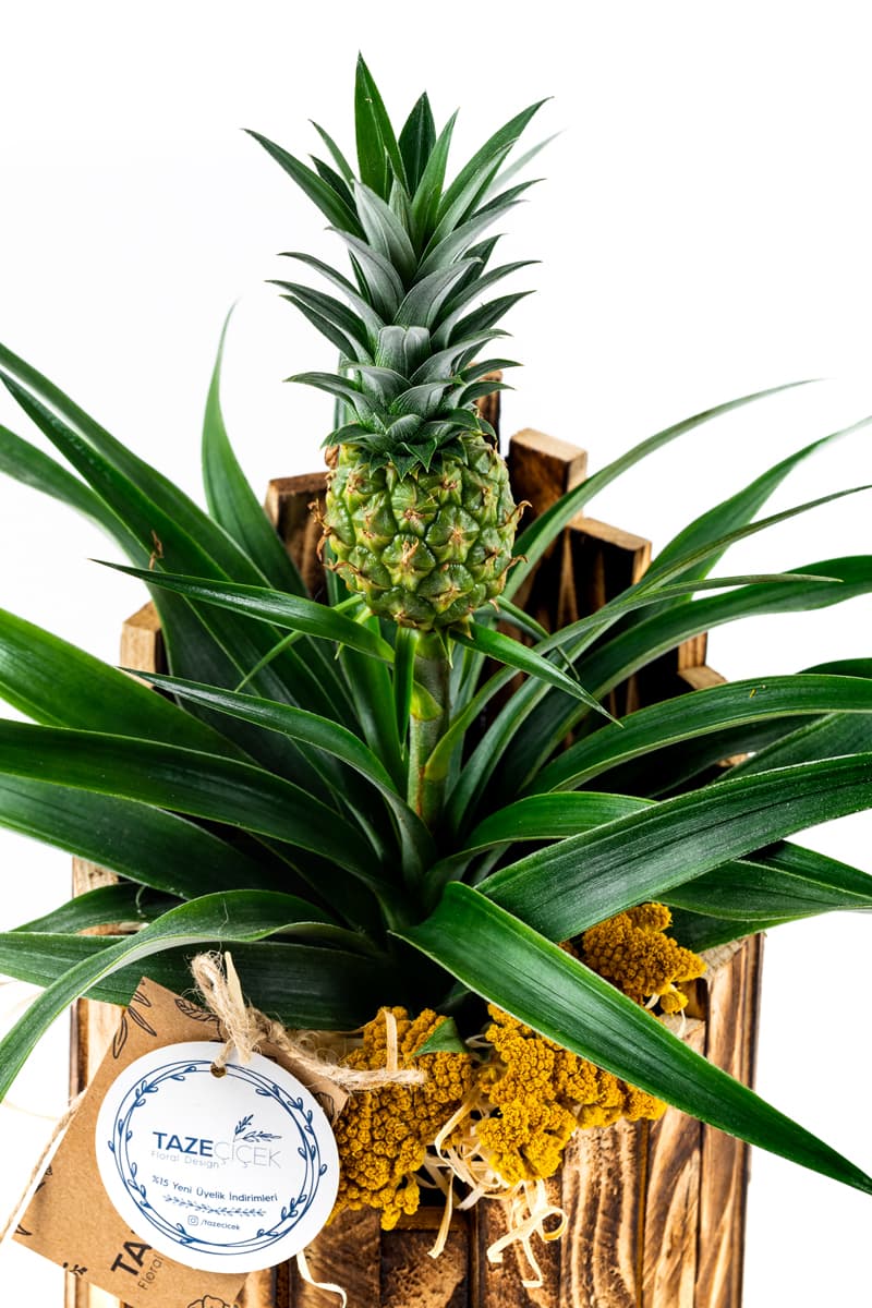 The Cowboy Pineapple