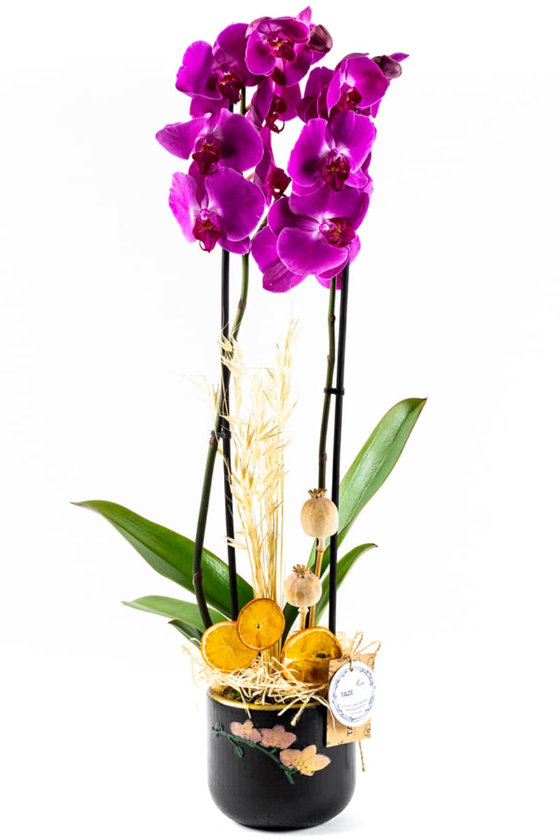 Growing Double Purple Orkide