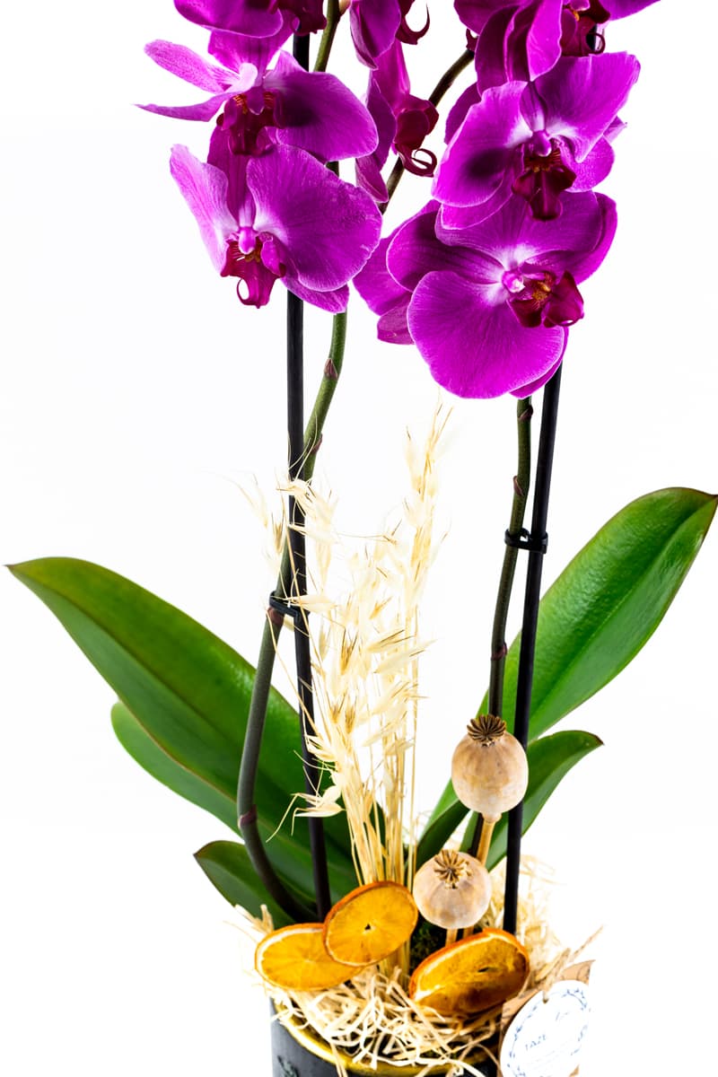 Growing Double Purple Orkide