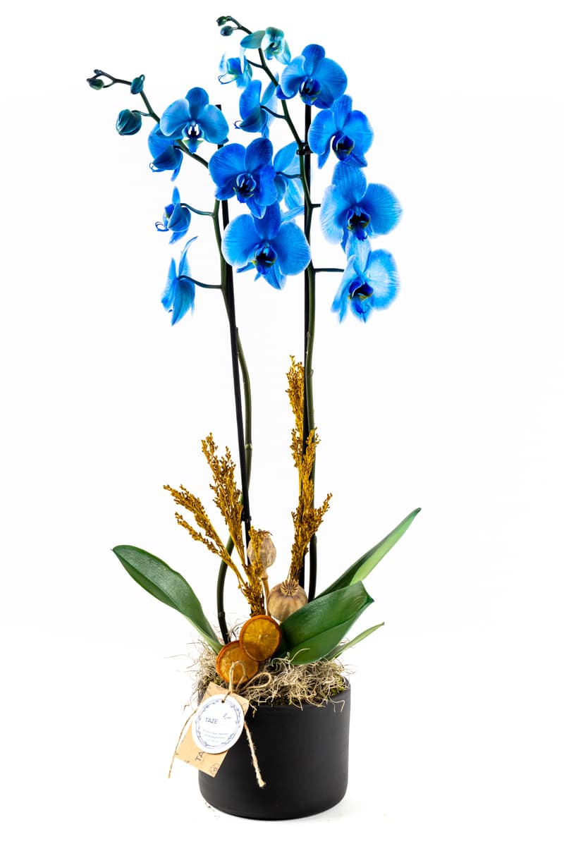 Greath Pixel Blue Orkide