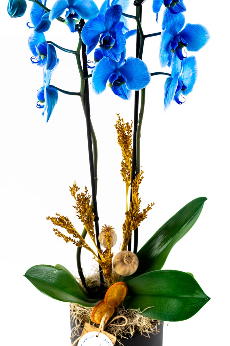 Greath Pixel Blue Orkide
