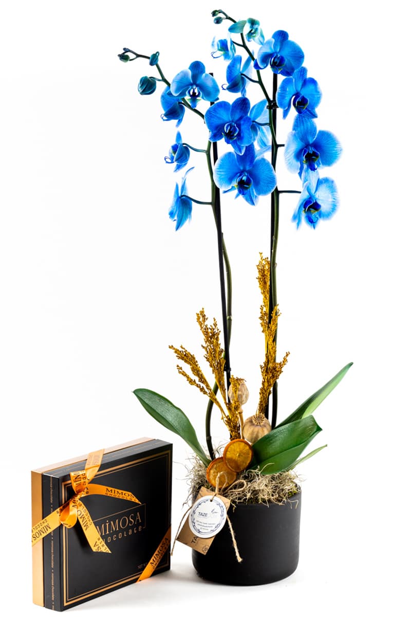 Chocolate & Blue Marin Orkide