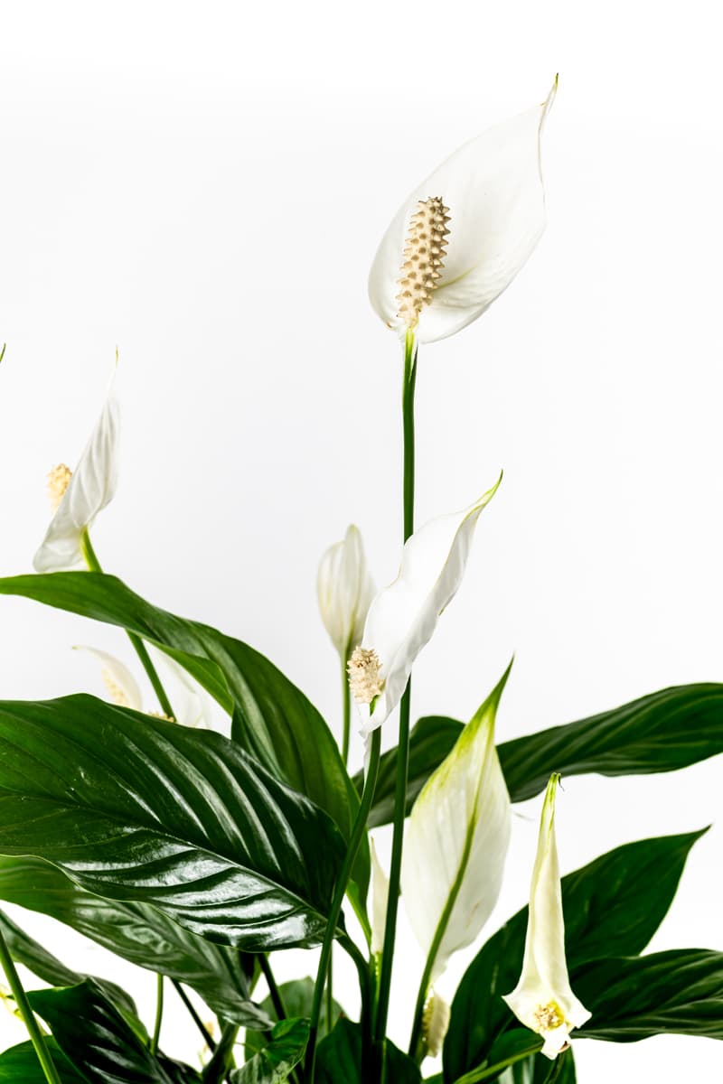 Just Saying Peace Lily