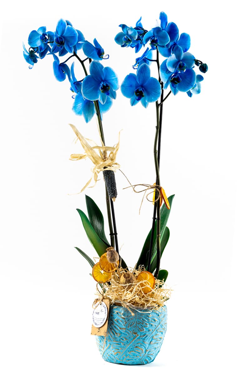 Blue Leaf Blue Orchid