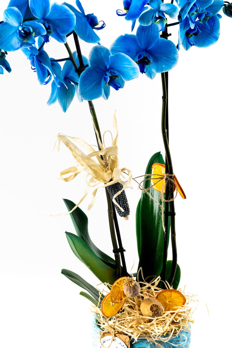 Blue Leaf Blue Orchid