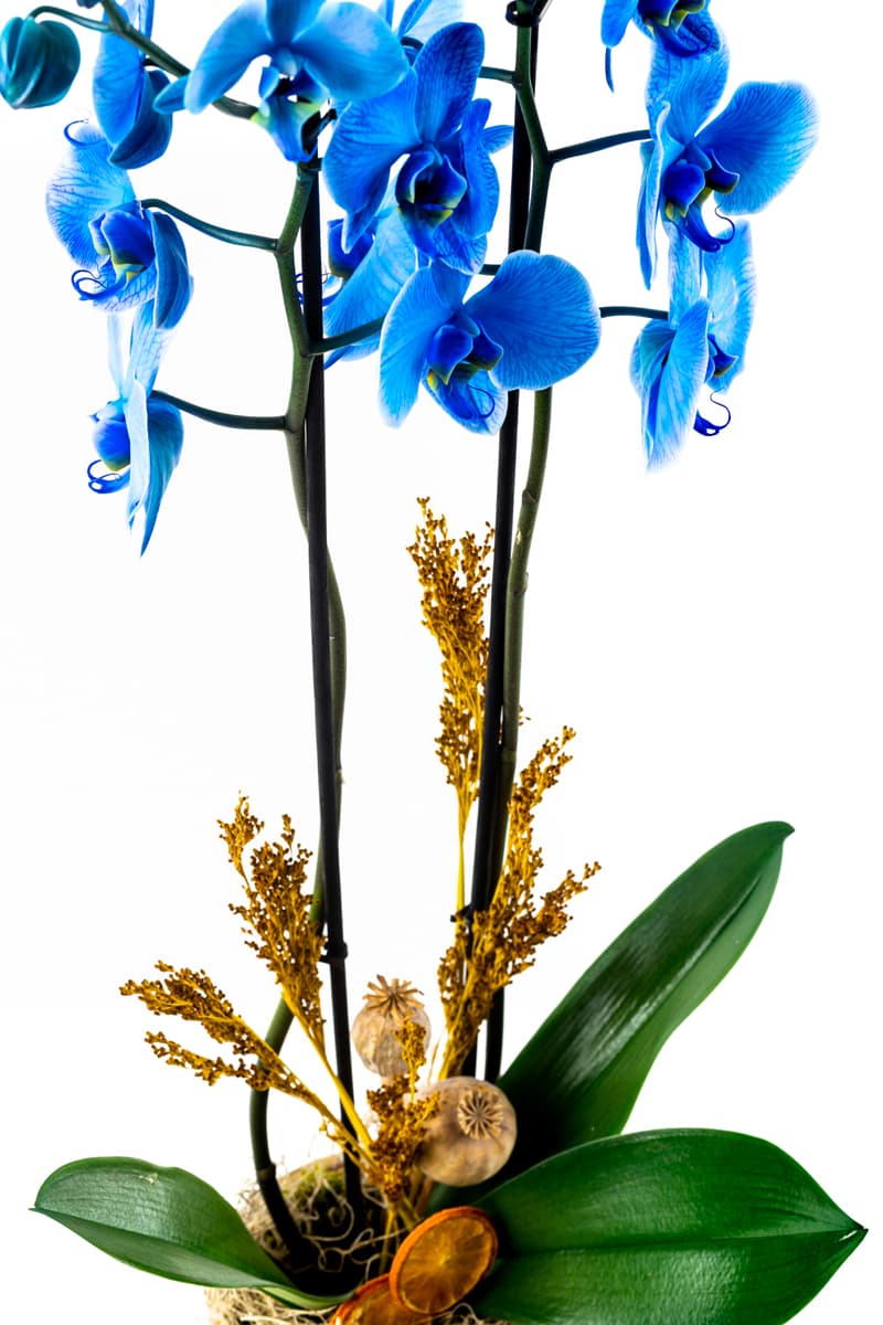 Broyell Blue Orchid
