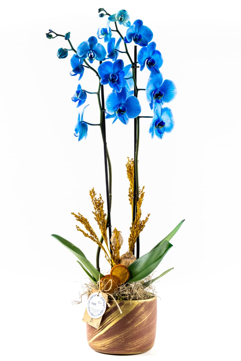Broyell Blue Orchid