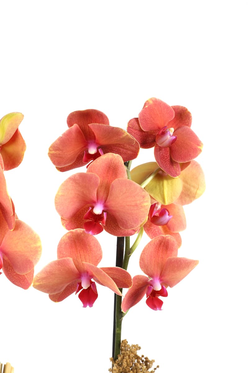Luxury Hot Orkide Çiçeği