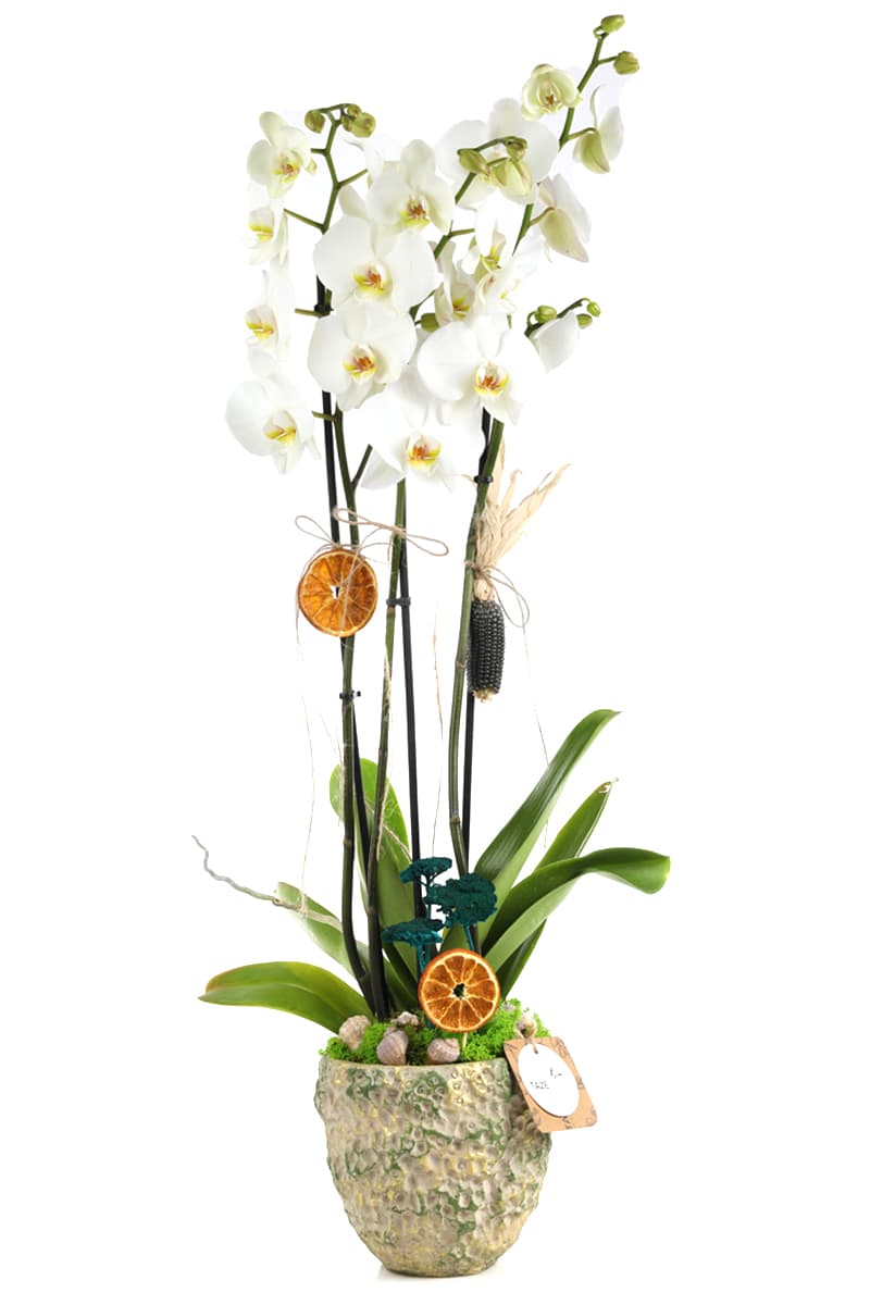 Best Calanthe Orkide