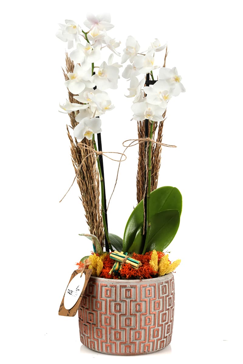 Charming White Orchid