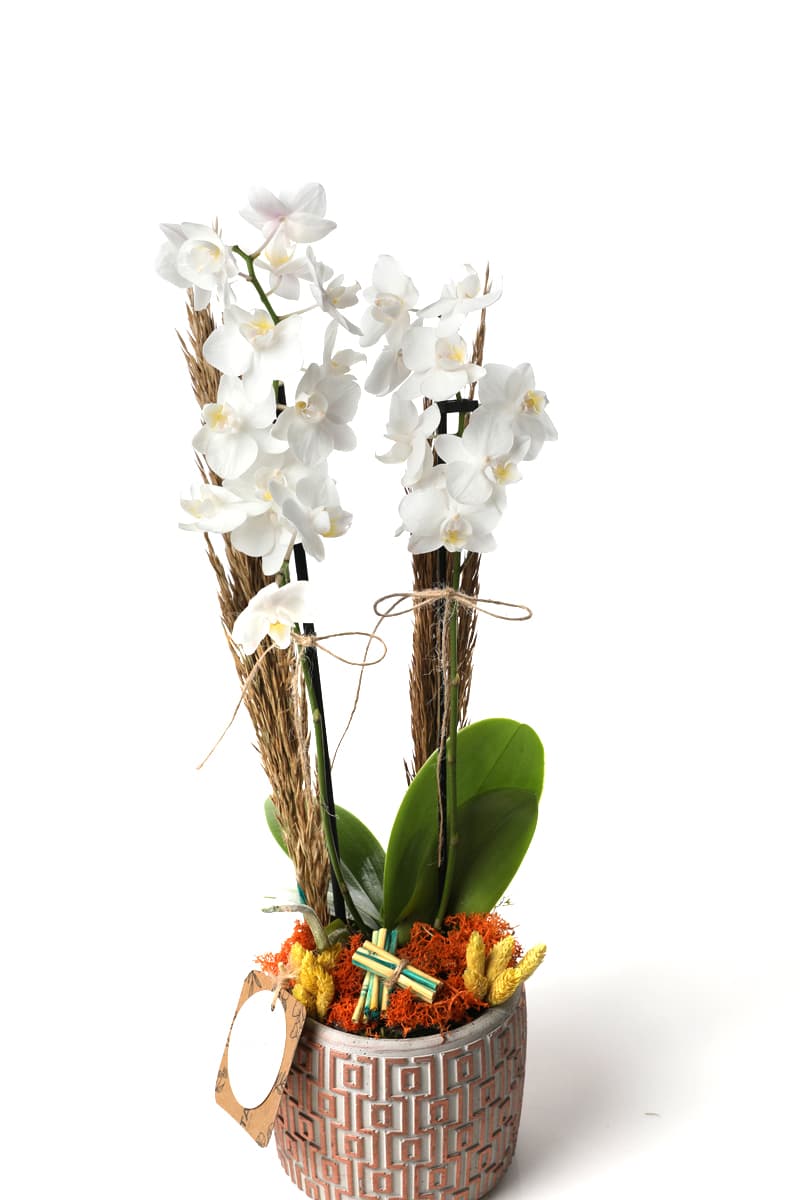 Charming White Orchid