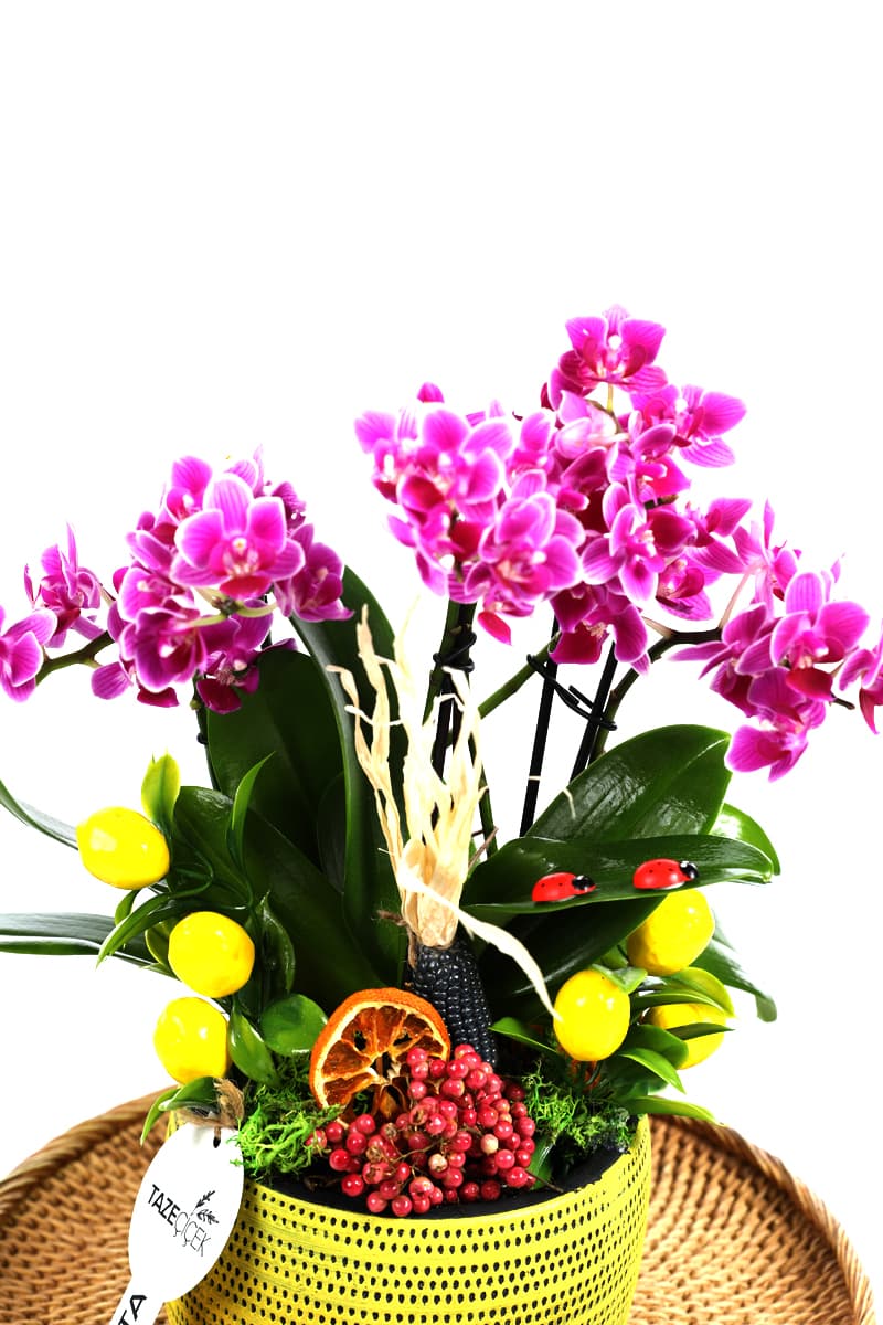 Pink Delight & Mini Orkideler