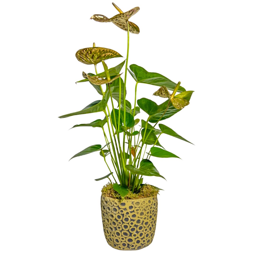 Premium Gold Antoryum Çiçeği