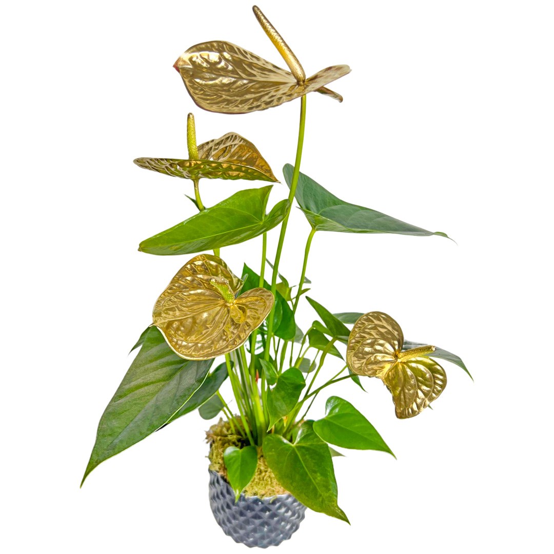 Gümüş Desenli Gold Antoryum Çiçeği