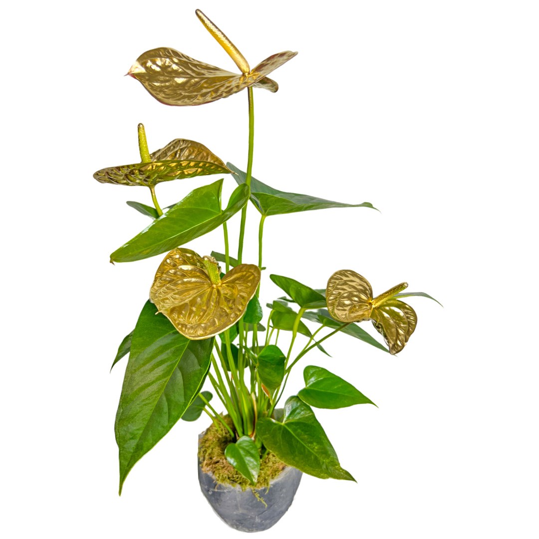 Gold Victoria Antoryum Çiçeği