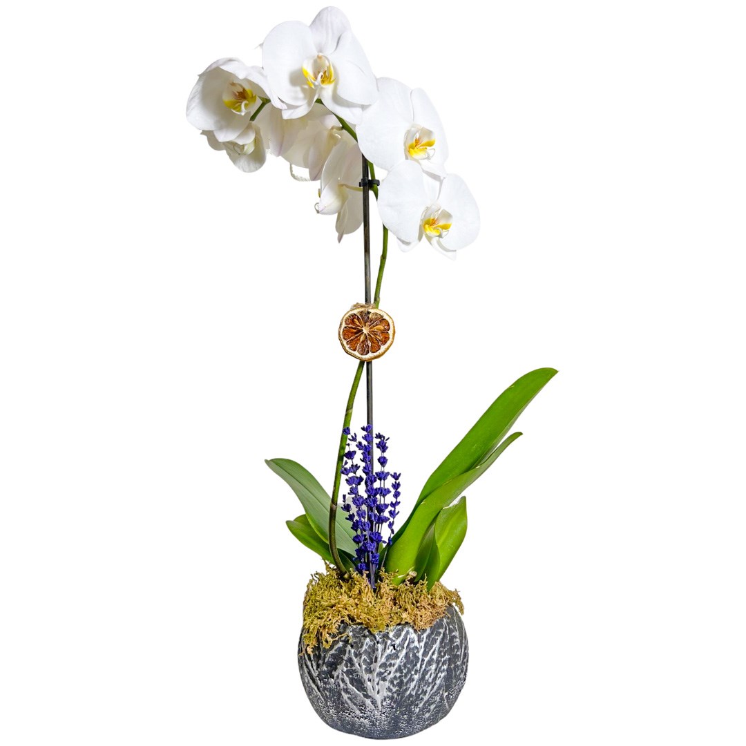 Dallas Beyaz Tek Dal Orkide Çiçeği