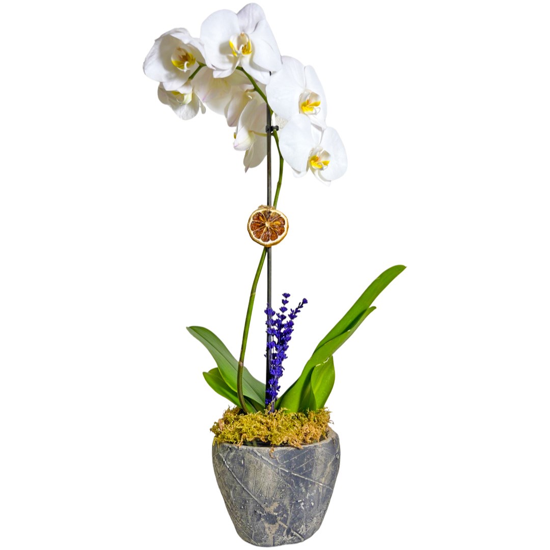 Victoria Beyaz Tek Dal Orkide Çiçeği