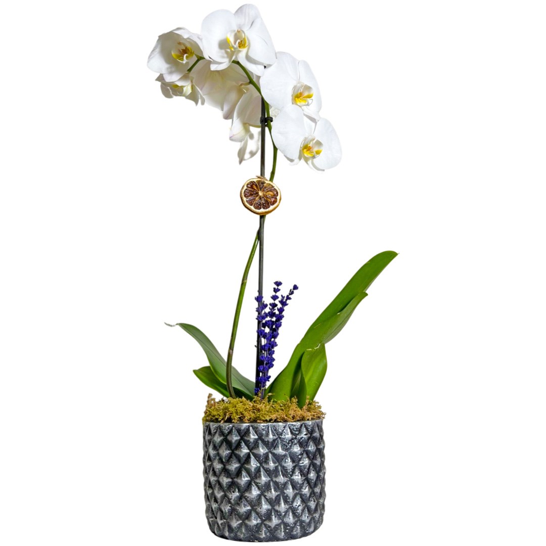Gümüş  Beyaz Tek Dal Orkide Çiçeği