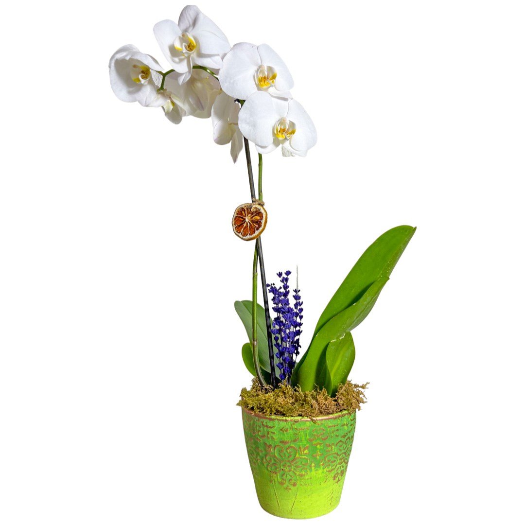 Florida Beyaz Tek Dal Orkide Çiçeği