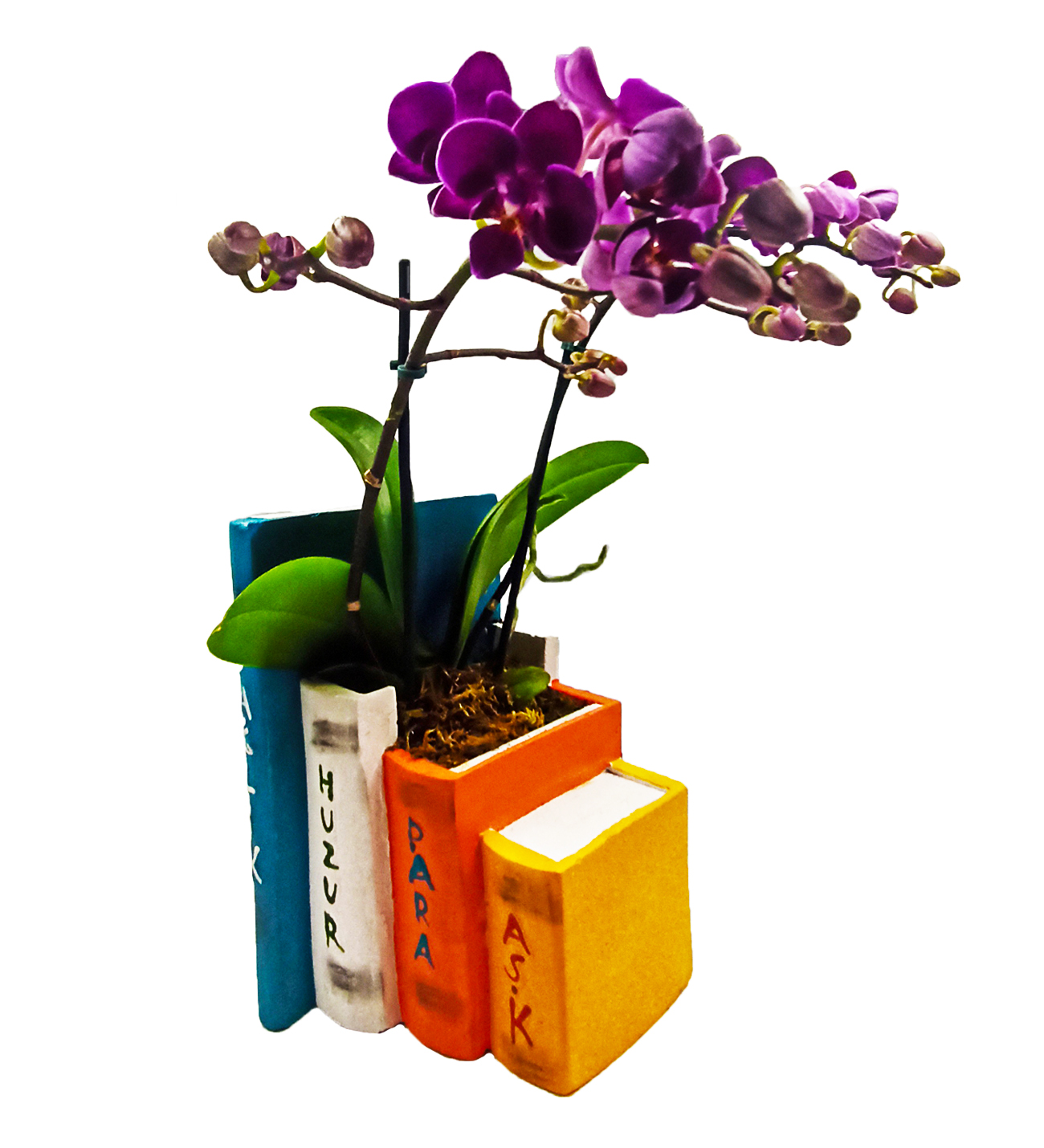 Kitap Saksı Mini Orkide