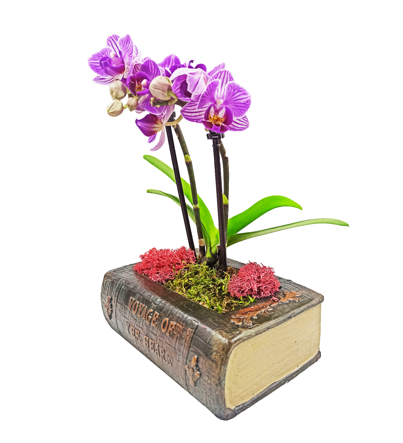 Vintage Kitap Serisi Mini Orkide