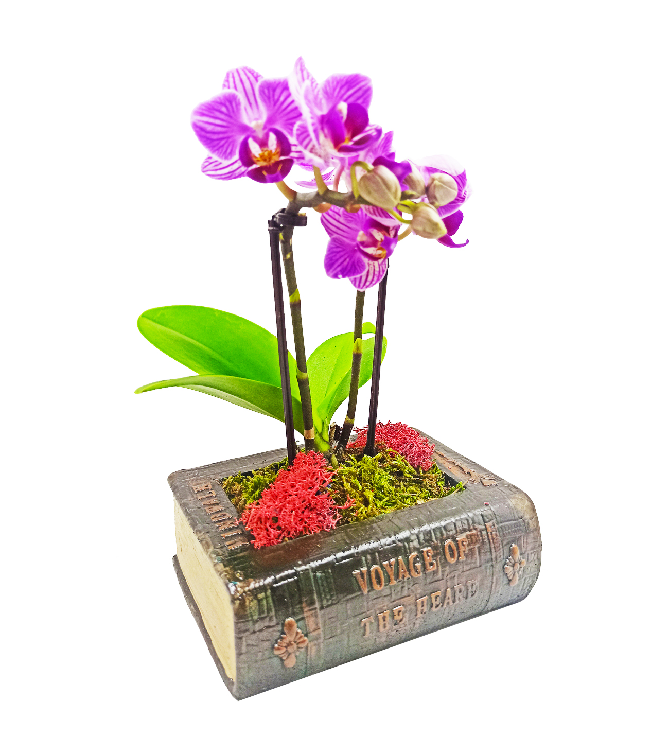 Vintage Kitap Serisi Mini Orkide