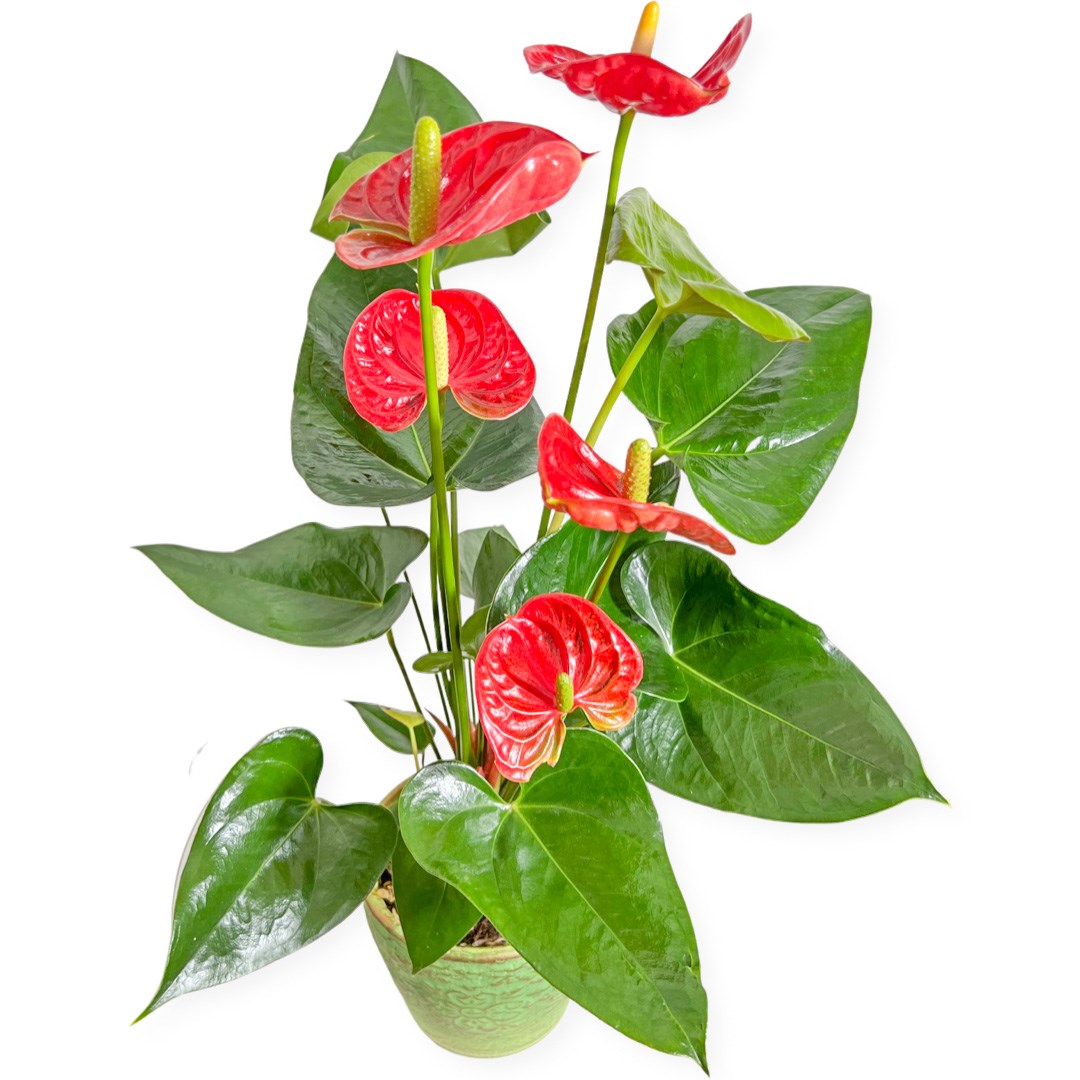 Papatya Antoryum Çiçeği Kırmızı