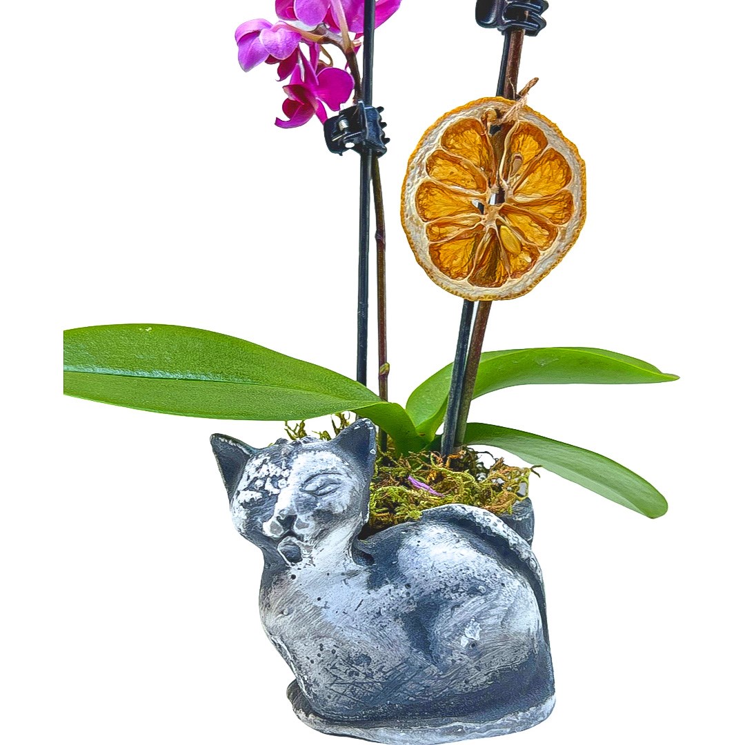 Cats Çiftdal Mini Orkide
