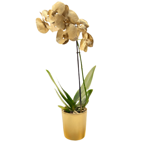 Altın Varaklı Orkide Çiçeği Gold Seramik Saksılı